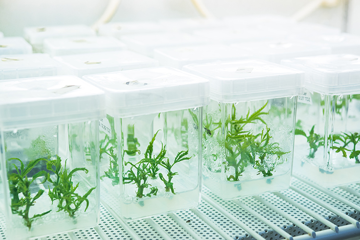 Front Range Biosciences Explores Breeding Cannabis for Disease Resistance, Drought Tolerance and More
